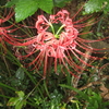 曼殊沙華(いちし)