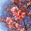河津桜を見に三浦海岸桜まつりへ 2023