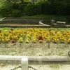鶴舞公園噴水広場花壇のいま