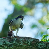 赤目のオオタカ成鳥の♂、待った甲斐あり来てくれた。