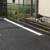 10月10日　本日のご近所猫ウォッチ