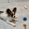 子犬にジョイントマットを敷いてよかったこと｜トイレ失敗・滑り対策で我が家が感じた変化