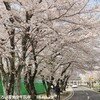 車で10分の花見スポット