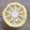 【柑橘の断面図】柚子