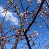 花の名前