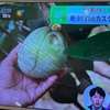 珍しい森のカスタード？バナナのようなマンゴーのような不思議な果実『ポポー』
