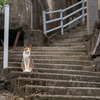 湯島のねこさん