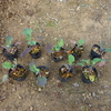 のらぼう菜の定植とカキ‘次郎’の収穫