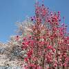 山形県長井市 あやめ公園 あやめ ２０２２年 開花？