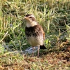 ４月中旬の田んぼの色撮り鳥（ツグミ、カワラヒワ、ヒバリ＆セグロセキレイ）