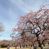 梅林公園へ、ウォーキング