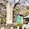 見上げれば桜と孫の高尾山