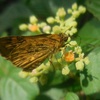 ヤブガラシの花とキマダラセセリ