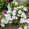ミナズキの花