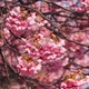 桜咲く街をあるけば「ヨコハマヒザクラ」