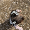 妹ちゃん１週間遅れで慣らし保育スタート！