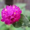 7月下旬　今咲いている元気な花達