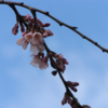 枝垂れ桜に浮かれた金曜日