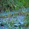 近所の野鳥を楽しむ2