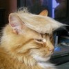 トニャンプ大統領？？