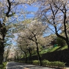 桜はあと少し