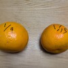 1/9と1/15収穫のいよかんを食べ比べ｜収穫時期と追熟期間の難しさ