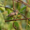 タイ・バンプーの野鳥　その３（２０１４　０１２５）