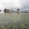  アサザ霞ヶ浦で拡大中