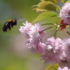 火打谷菊桜