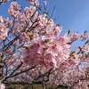 白子町自然公園から白子桜公園の河津桜の見頃は３月初旬