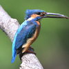 カワセミ in 四季の森公園