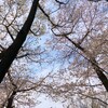 今週のお題「桜」。７