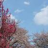 鶴ヶ城 紅葉ライトアップ２０２１年は？  見ごろは？