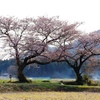 花は咲く