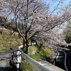 桜舞う，しまなみ海道ツーリング（原付バイク編）