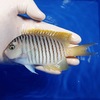 【現物1】 ヤイトヤッコ 12.5cm± ! 海水魚 ヤッコ 15時までのご注文で当日発送【ヤッコ】