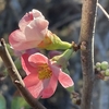 街路樹のボケ🌸とサザンカ🌺