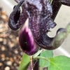 【はじめての家庭菜園】だんだん育ってる