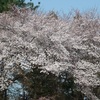 日最高気温が 25℃ 以上の夏日　半袖での『桜』花見と家族ＧＯＬＦ　⛳＆🌸