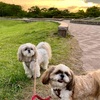 夕方の青葉の公園