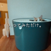 雨田甘夏、すっきりです。【猫とおしっことおトイレ事情】