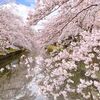 知る人ぞ知る土浦の桜スポット！新川の桜2023の現在の開花状況と見ごろは？【茨城】