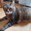 我が家の猫二人とおっさんの体重測定　2025年7月
