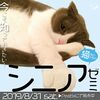 【ランチセミナー開催】猫様のためのシニアゼミ in 吉祥寺