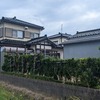 高所のスズメバチ駆除