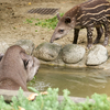 ブラジルバク Tapirus terrestris