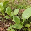 自然栽培野菜に学ぶ・過去の清算