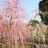 枝垂れ梅の神苑