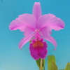  Cattleya trianae f.rubra`Coral Stone' 