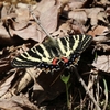 早春だけに見られる蝶〜ギフチョウ、ミヤマセセリ、コツバメ